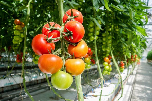 独特的施肥理念